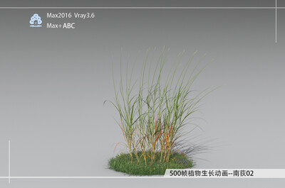 500帧植物生长动画-南荻02模型-自然场景模型库-3ds Max(.max)模型下载-cg模型网