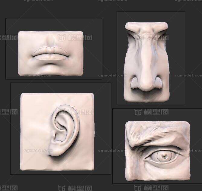 新手入门人体五官模型-器官模型库-Zbrush(.ztl/.zbp)模型下载-cg模型网