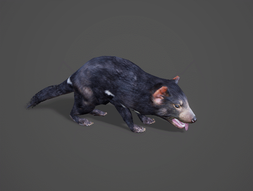 袋獾 大嘴怪模型-哺乳模型库-FBX(.fbx)模型下载-cg模型网