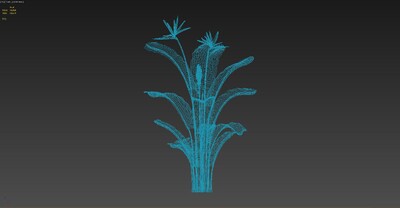 600帧植物生长动画-鹤望兰01模型-自然场景模型库-3ds Max(.max)模型下载-cg模型网