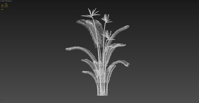 240帧无限循环风动植物-鹤望兰01模型-自然场景模型库-3ds Max(.max)模型下载-cg模型网