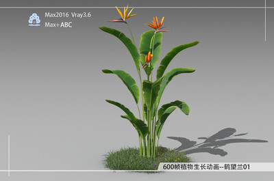 600帧植物生长动画-鹤望兰01模型-自然场景模型库-3ds Max(.max)模型下载-cg模型网