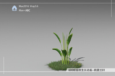 600帧植物生长动画-鹤望兰01模型-自然场景模型库-3ds Max(.max)模型下载-cg模型网