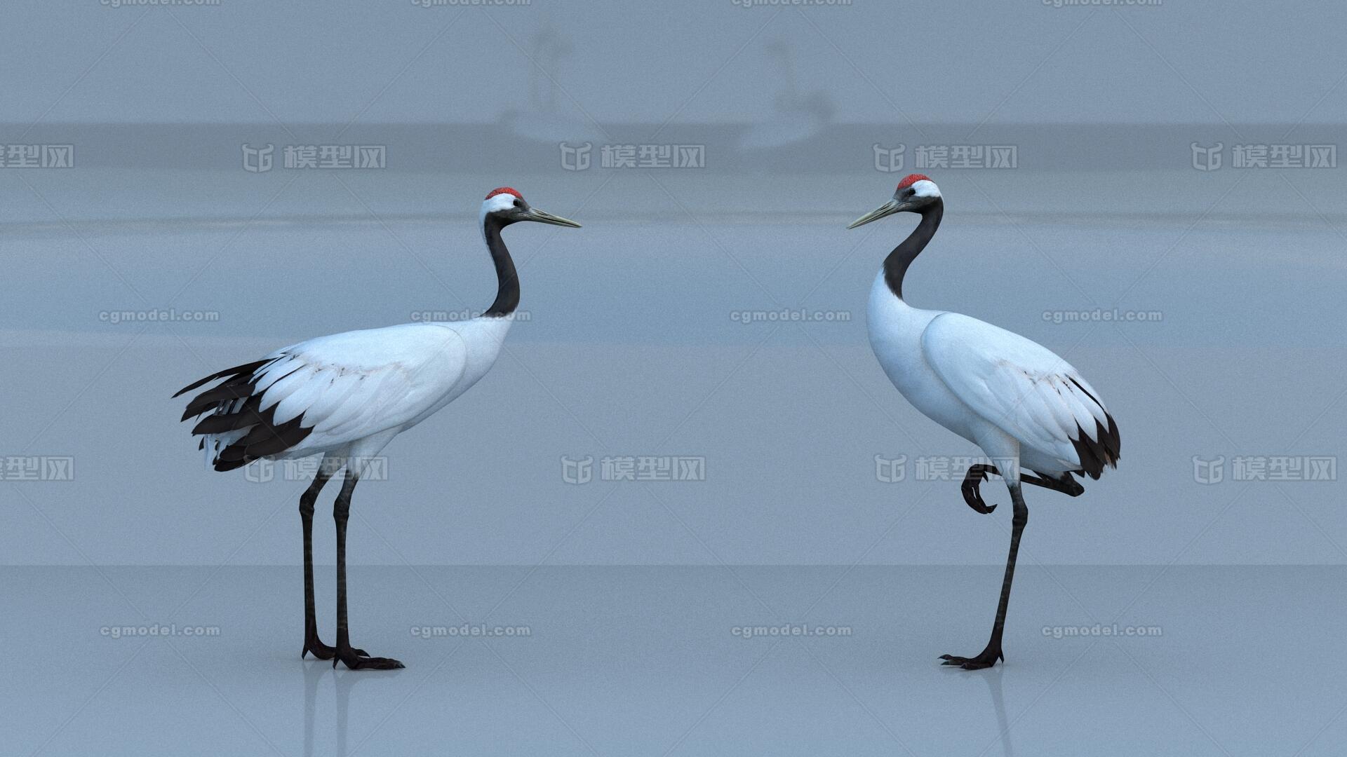 鹤 仙鹤模型-飞禽模型库-3ds Max(.max)模型下载-cg模型网