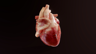 写实心脏 人体器官模型-人体器官模型库-3ds Max(.max)模型下载-cg模型网