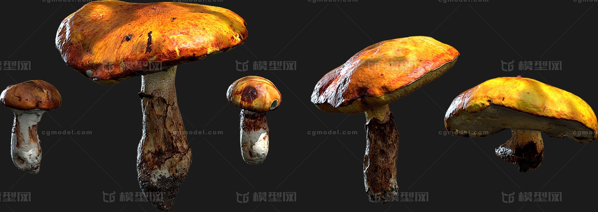 真实蘑菇模型(4K贴图)FBX通用格式模型-水果蔬菜模型库-Maya(.ma/.mb)模型下载-cg模型网