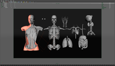 女性半身人体解刨 3D打印模型-女人模型库-Maya(.ma/.mb)模型下载-cg模型网