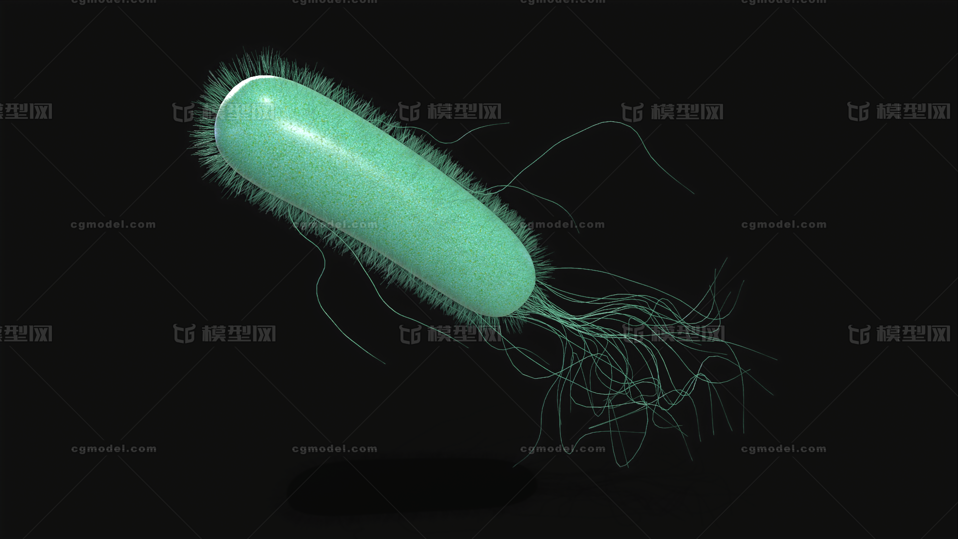 大肠杆菌 大肠埃希氏菌模型-细菌模型库-3ds Max(.max)模型下载-cg模型网