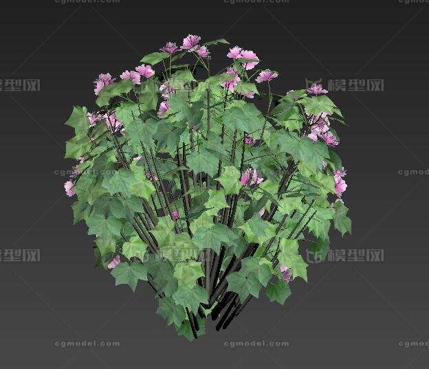 植物花卉---木芙蓉模型-花卉模型库-3ds Max(.max)模型下载-cg模型网