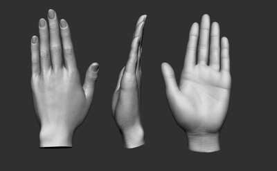 女人手掌zb高模 多种手姿势模型-女人模型库-Zbrush(.ztl/.zbp)模型下载-cg模型网