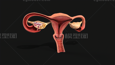 卵巢生殖器 宫口模型-人体器官/组织模型库-3ds Max(.max)模型下载-cg模型网