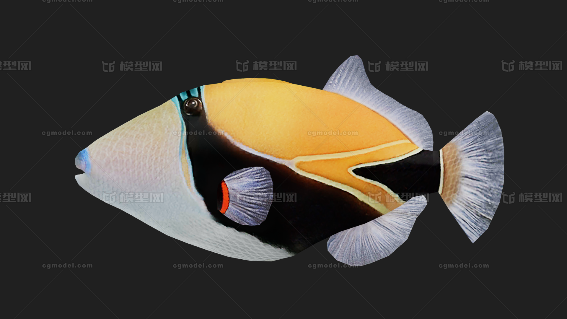 锉鱼 暗礁触发鱼模型-鱼类模型库-FBX(.fbx)模型下载-cg模型网