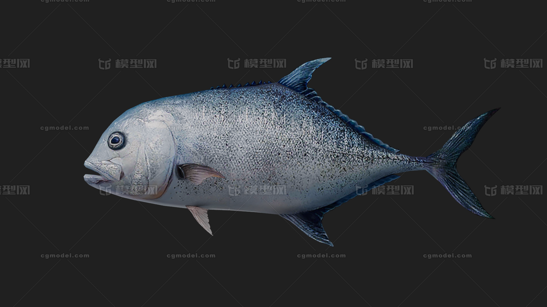 鲹鱼 Trevally模型-鱼类模型库-FBX(.fbx)模型下载-cg模型网