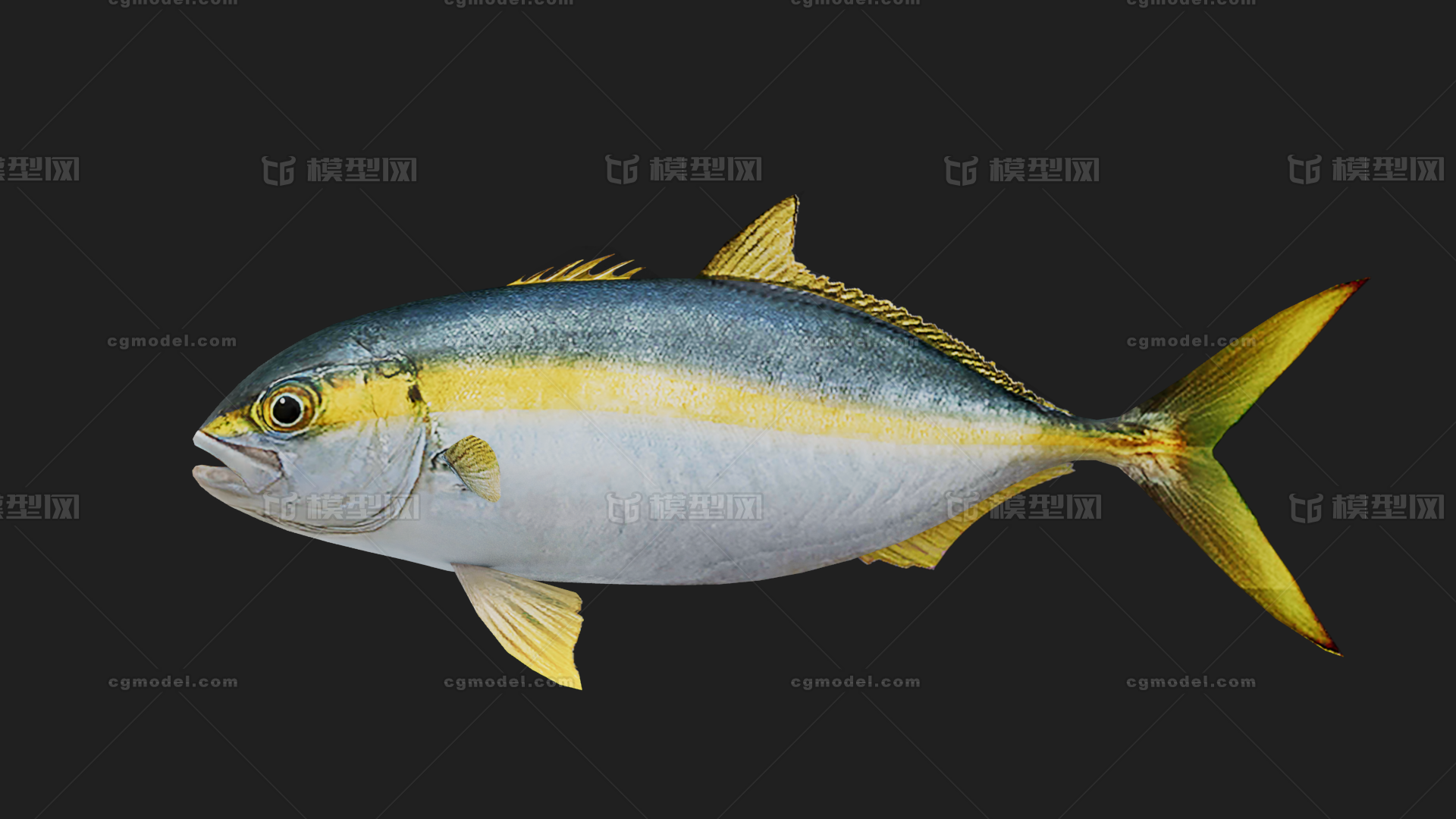 鲹鱼 Trevally模型-鱼类模型库-FBX(.fbx)模型下载-cg模型网
