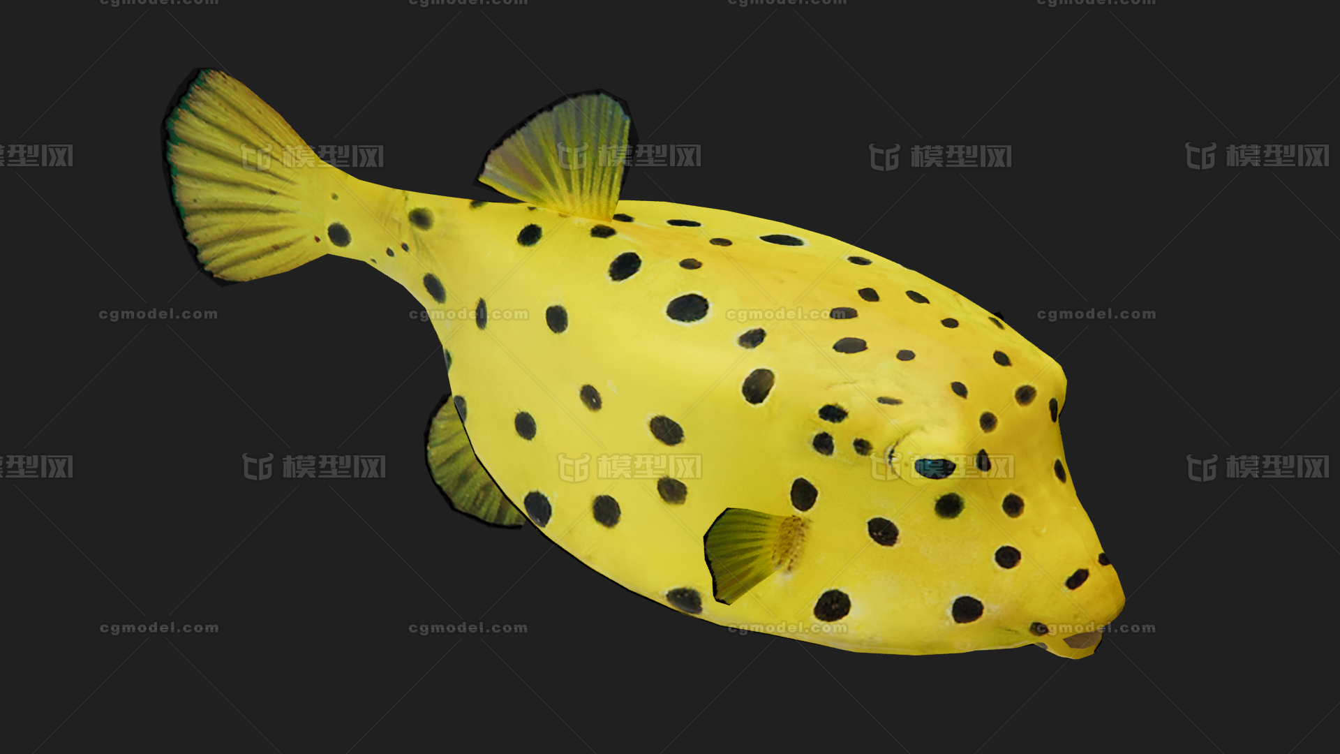 箱鲀 盒子鱼模型-鱼类模型库-FBX(.fbx)模型下载-cg模型网