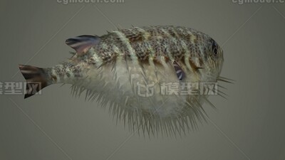 河豚鱼 刺豚模型-鱼类模型库-3ds Max(.max)模型下载-cg模型网