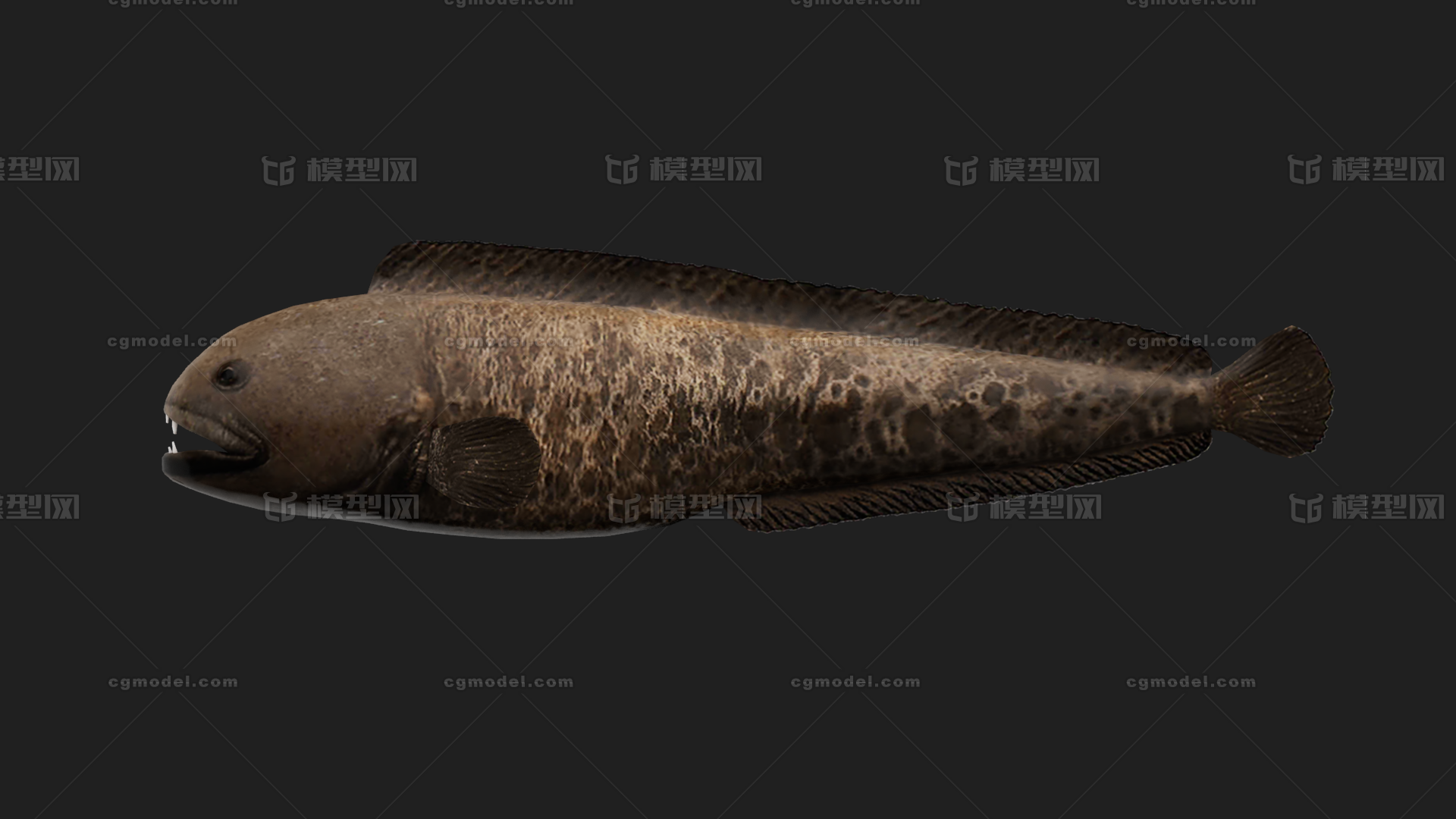 狼鱼 Wolffish模型-鱼类模型库-FBX(.fbx)模型下载-cg模型网