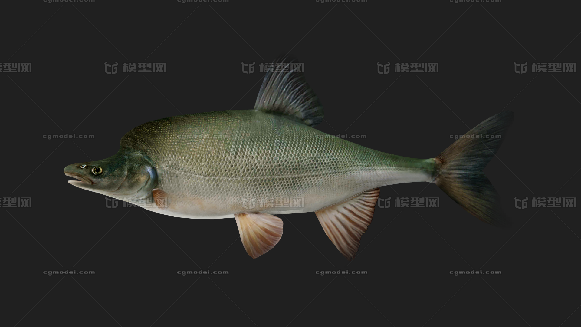 鱼类 淡水鱼模型-鱼类模型库-FBX(.fbx)模型下载-cg模型网