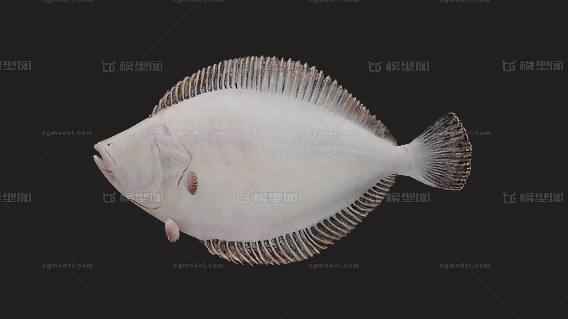 鲽 鲽鱼模型-鱼类模型库-FBX(.fbx)模型下载-cg模型网