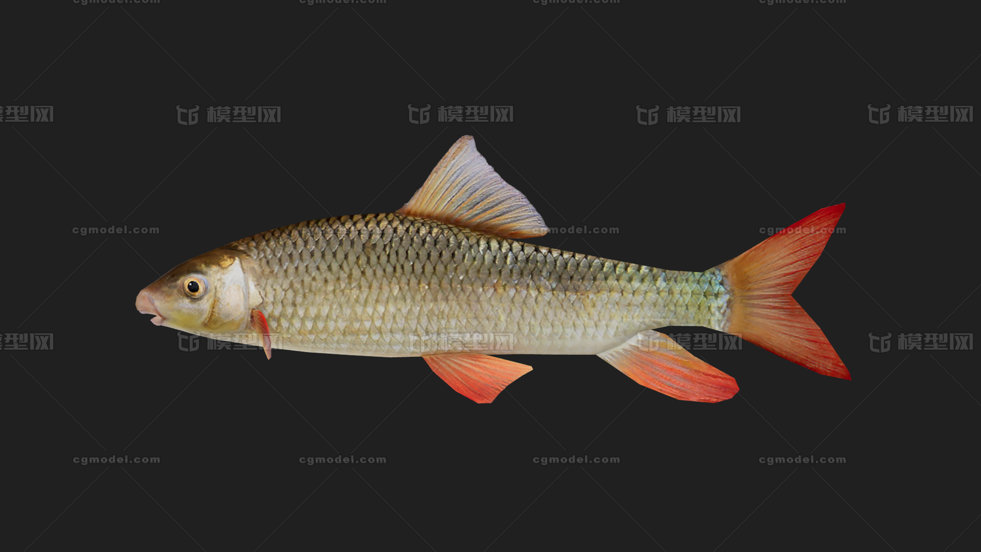 鱼类 淡水鱼 小鱼 fish模型-鱼类模型库-FBX(.fbx)模型下载-cg模型网