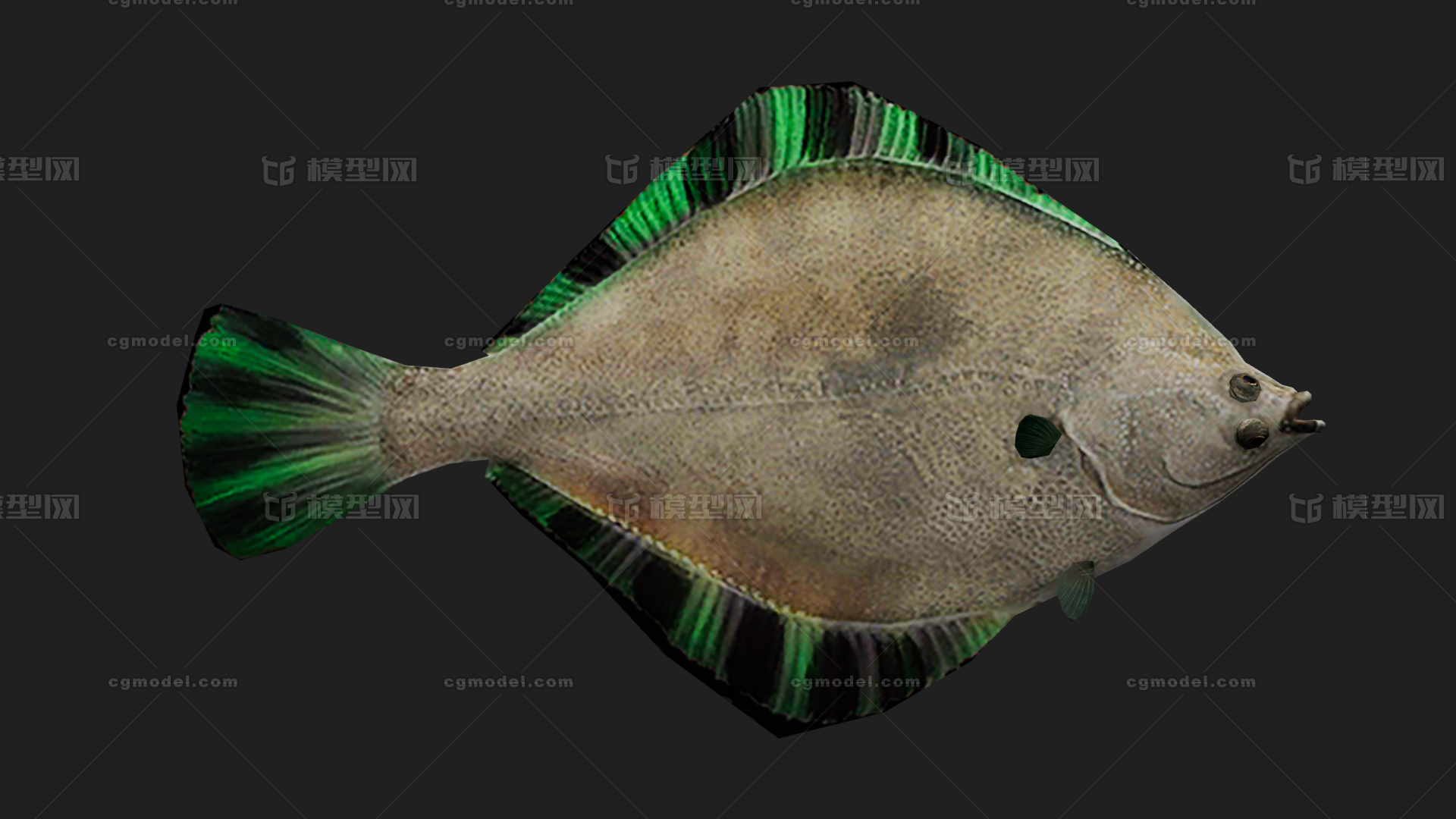 鲽 鲽鱼模型-鱼类模型库-FBX(.fbx)模型下载-cg模型网