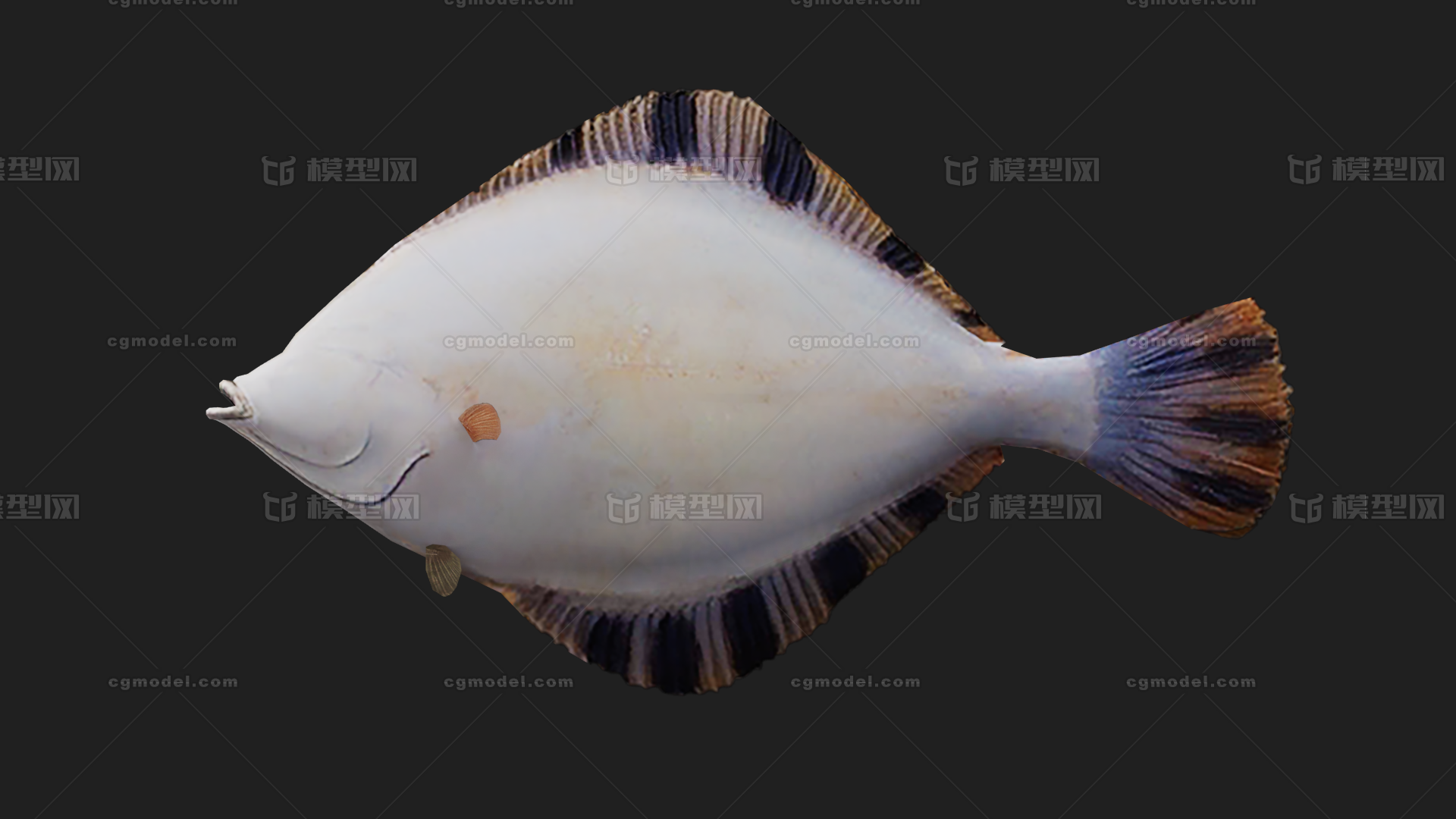 鲽 鲽鱼模型-鱼类模型库-FBX(.fbx)模型下载-cg模型网