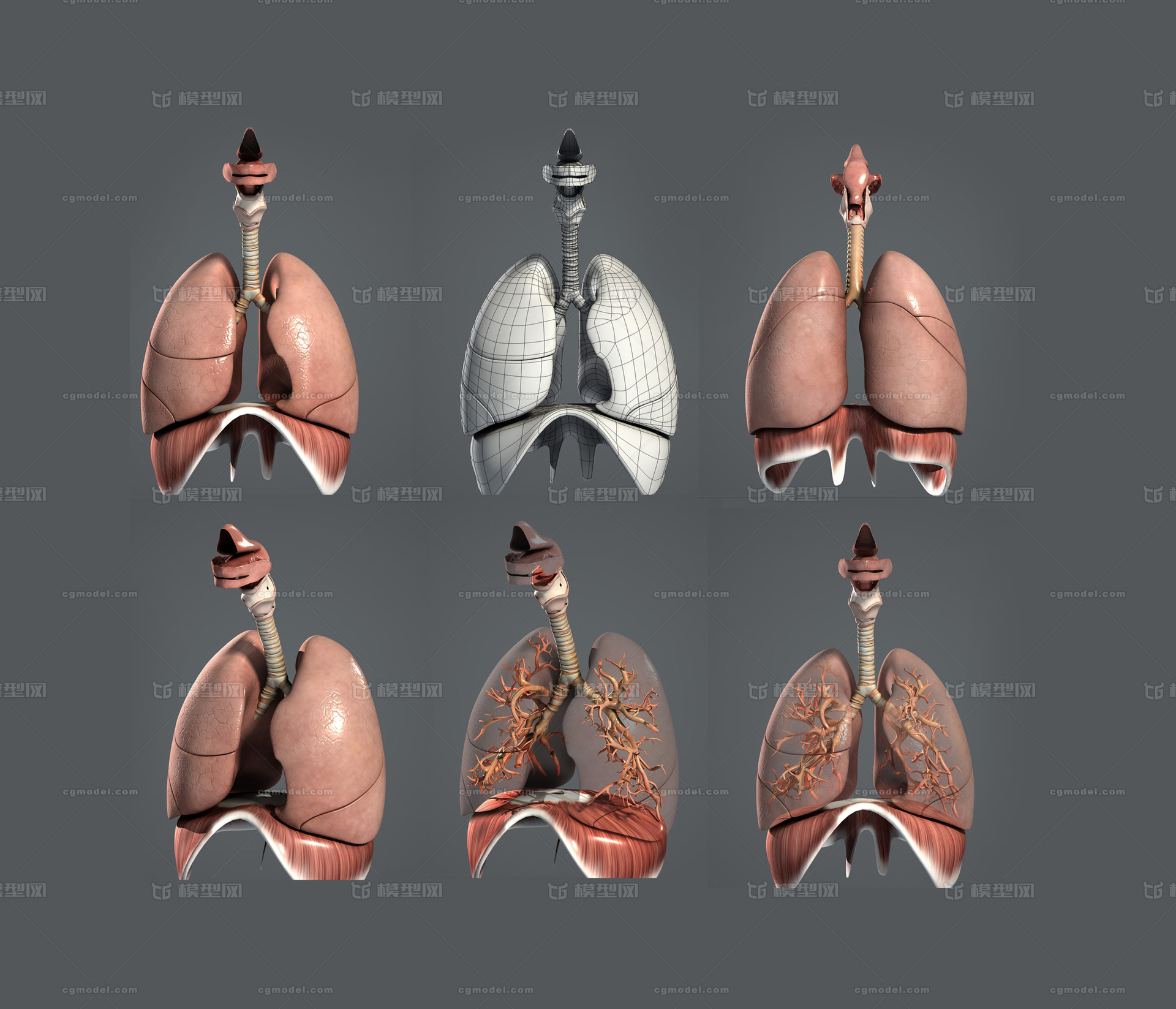 人体器官 肺部模型-人体器官/组织模型库-Maya(.ma/.mb)模型下载-cg模型网