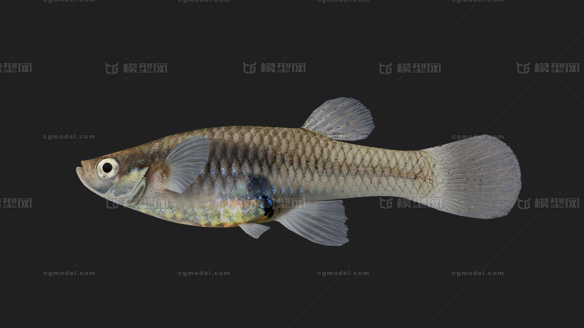 鳉鱼 银汉鱼目模型-鱼类模型库-FBX(.fbx)模型下载-cg模型网