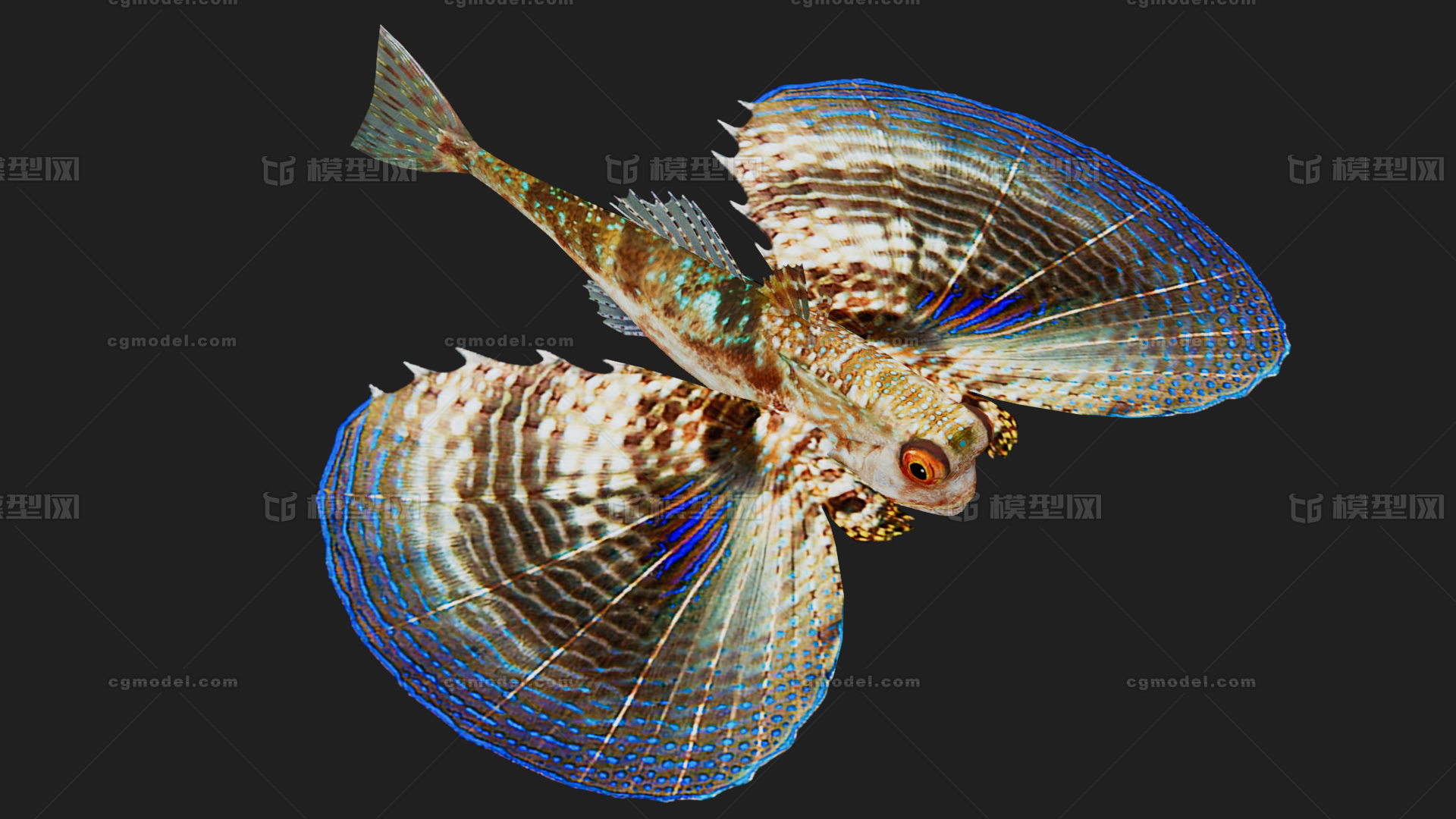 fish 鲂鱼模型-鱼类模型库-FBX(.fbx)模型下载-cg模型网
