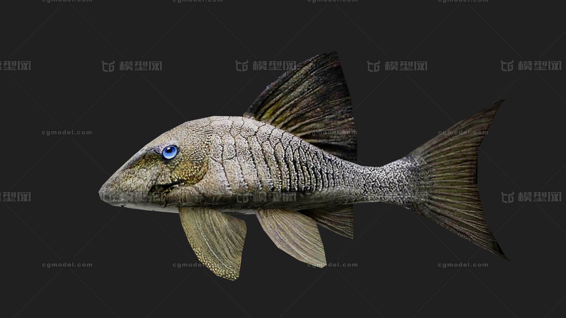 清道夫 垃圾鱼模型-鱼类模型库-FBX(.fbx)模型下载-cg模型网
