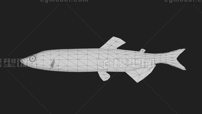 皇带鱼 桨鱼模型-鱼类模型库-FBX(.fbx)模型下载-cg模型网