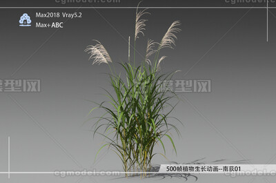 500帧植物生长动画-南荻01模型-自然场景模型库-3ds Max(.max)模型下载-cg模型网