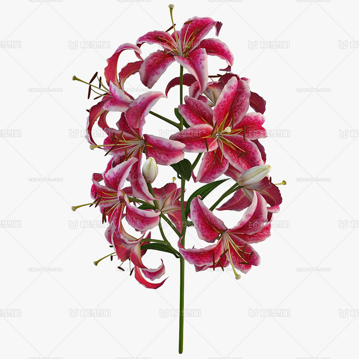 花卉模型 鲜花鲜艳的百合花模型百合模型-花卉模型库-Cinema 4D(.c4d)模型下载-cg模型网
