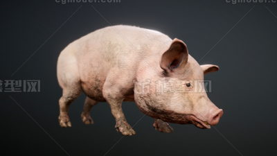 猪 家猪模型-哺乳模型库-3ds Max(.max)模型下载-cg模型网