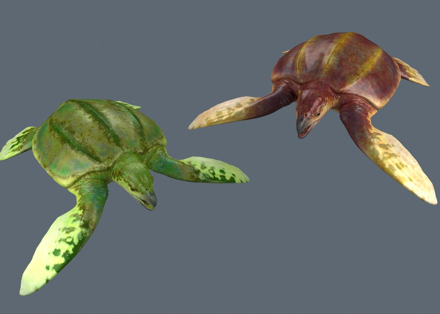 白垩纪 始祖龟 次世代