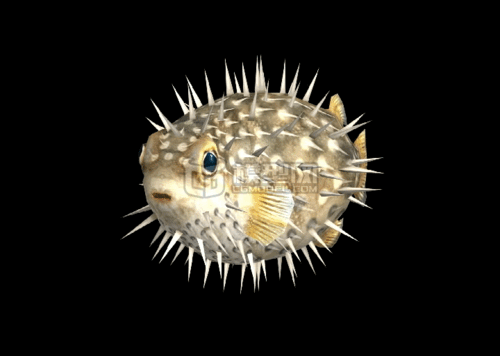 河豚(动画)骨骼 河鲀模型-鱼类模型库-Blender(.blend)模型下载-cg模型网
