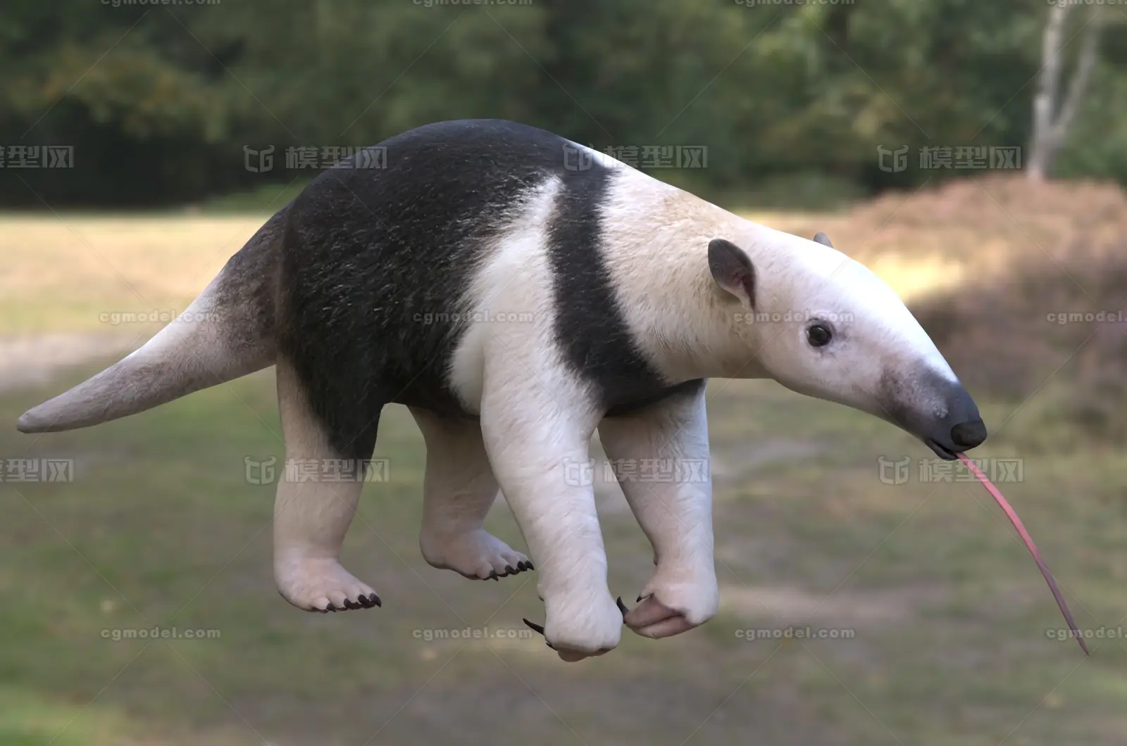 小食蚁兽动物生物