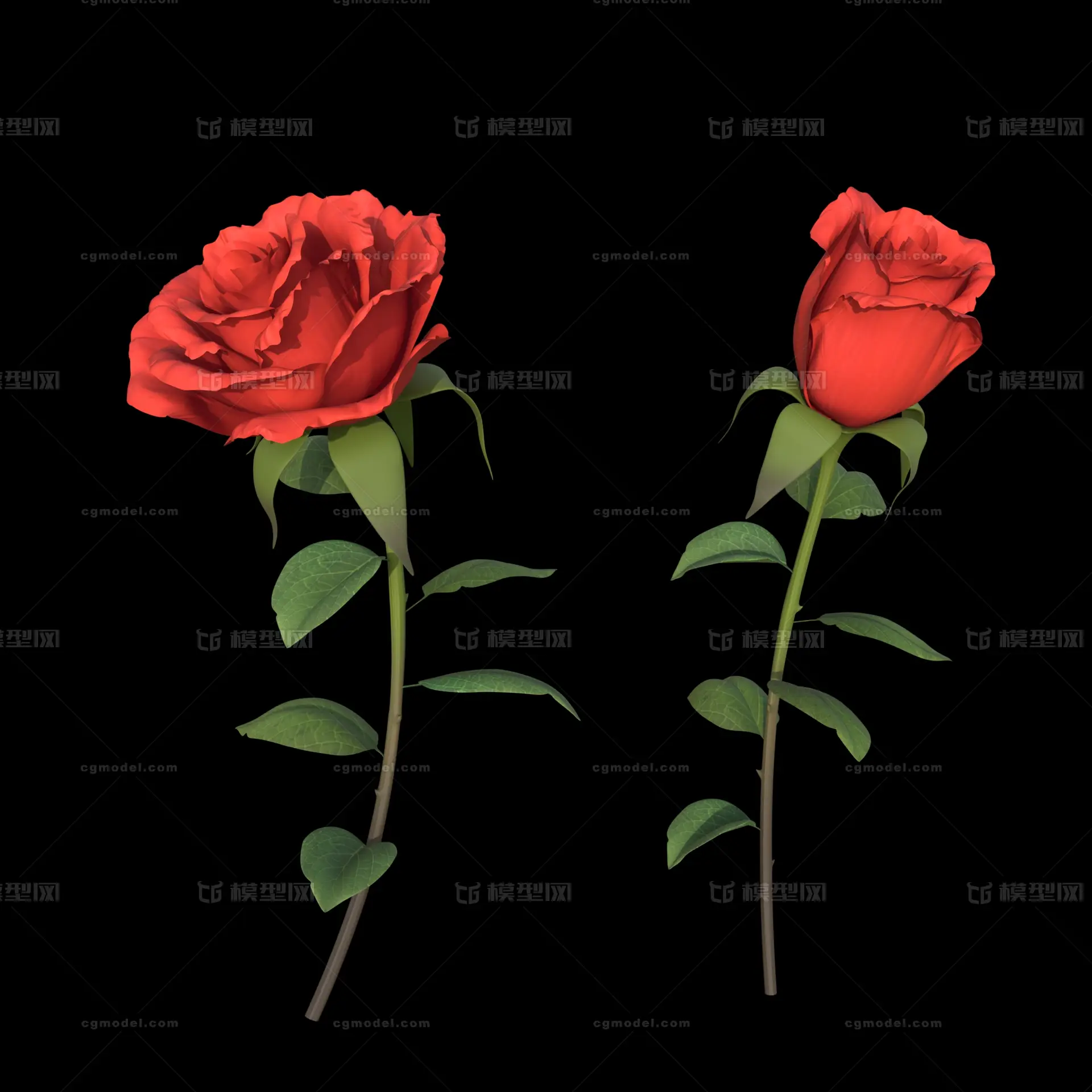 花,一朵花,一枝花,玫瑰花,一枝玫瑰花