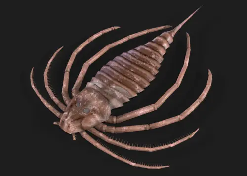 （有绑定动画）板足鲎 节肢动物 远古生物 史前动物 海蝎子