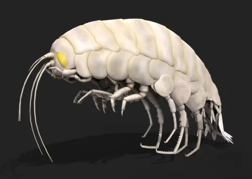【有绑定动画】巨型端足类动物 远古生物 史前动物 怪物