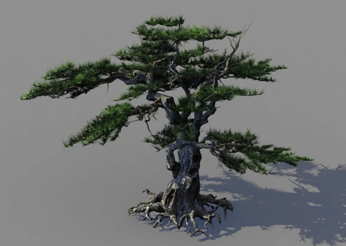 松树 迎客松模型-树木模型库-3ds Max(.max)模型下载-cg模型网
