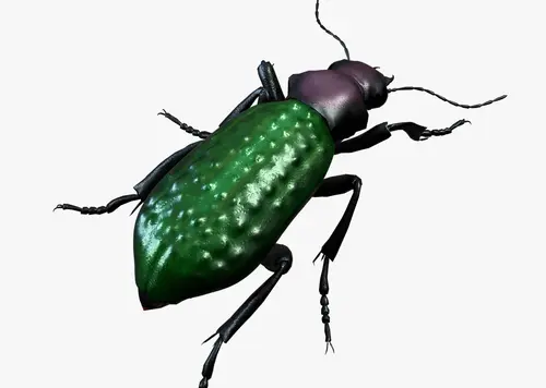 疤步甲 步甲虫 甲虫 昆虫