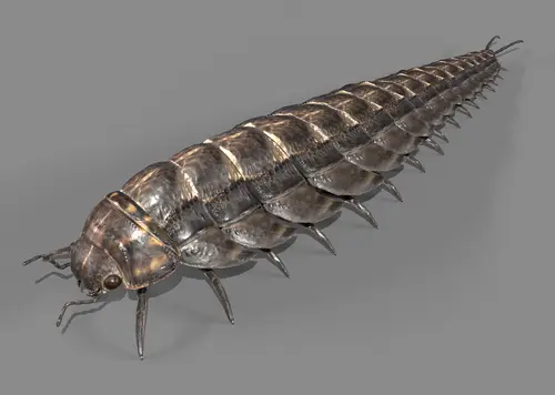 【有动画】古马陆 石炭纪巨型陆生节肢动物 远古生物 史前动物